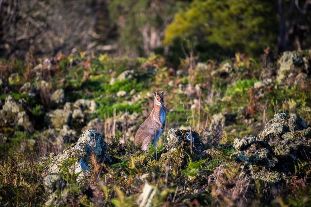 Wallaby at Budj Bim IPA on Gunditjmara Country VIC ©Annette Ruzicka