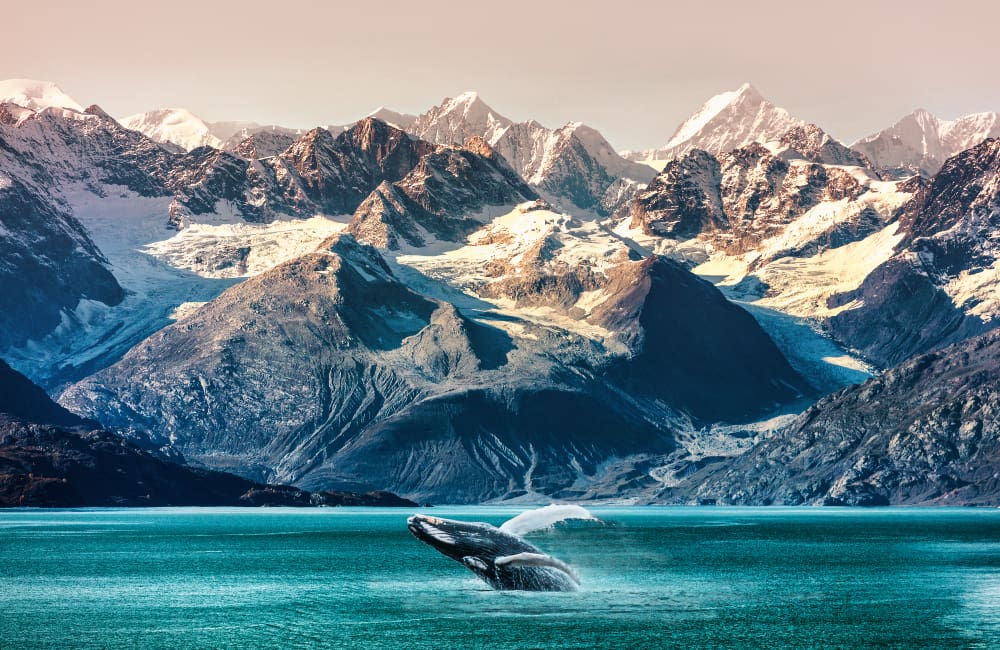 Get ready, mates! Win an ultimate Alaskan cruise with Holland America Line