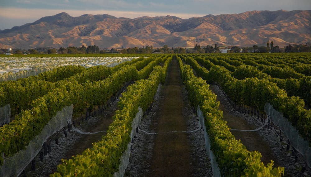 ANZCRO New Zealand Highways Collection – Wine Highway