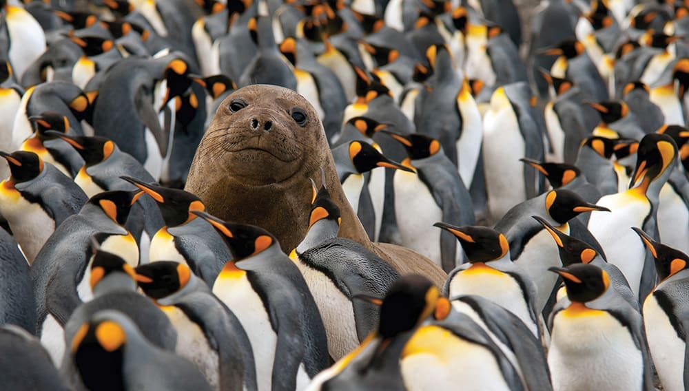 HE Subantarctics Young Elephant Seal in King Penguin Colony–c GRiehle