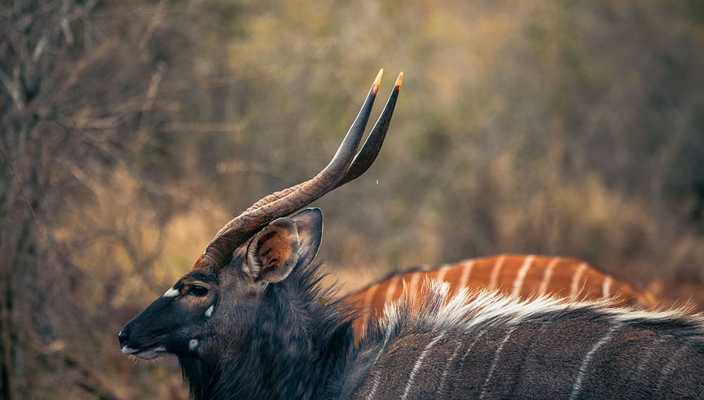 The Royal Thanda Club wildlife