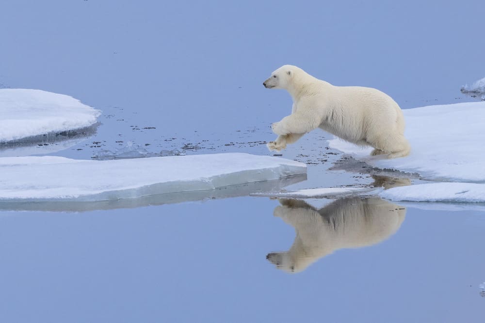 1 © PONANT-Photo-Ambassador-Sue Flood North-Pole-voyage_Polar-bear-on-sea-ice