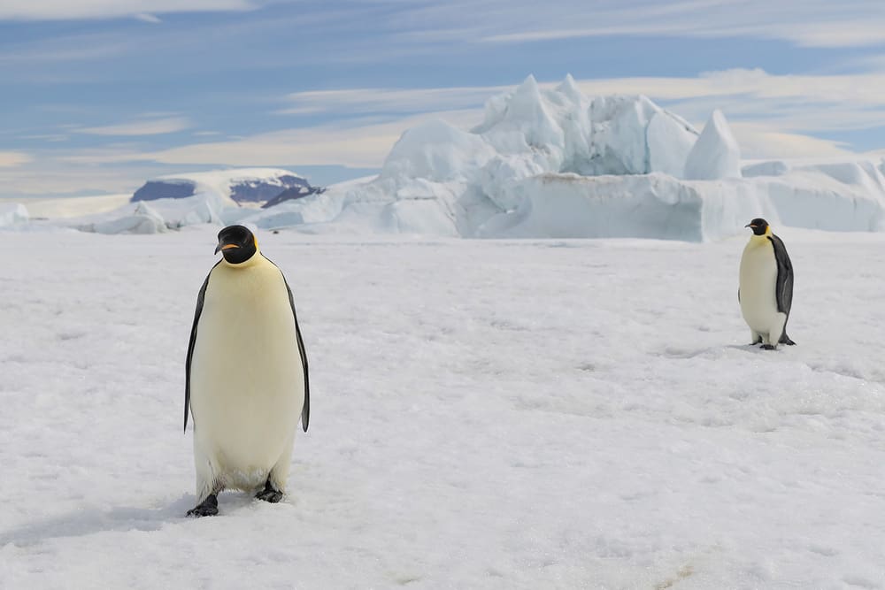 2 © PONANT-Photo-Ambassador-Sue Flood Snow-Hill-Island_Emperor-penguins-on-sea-ice