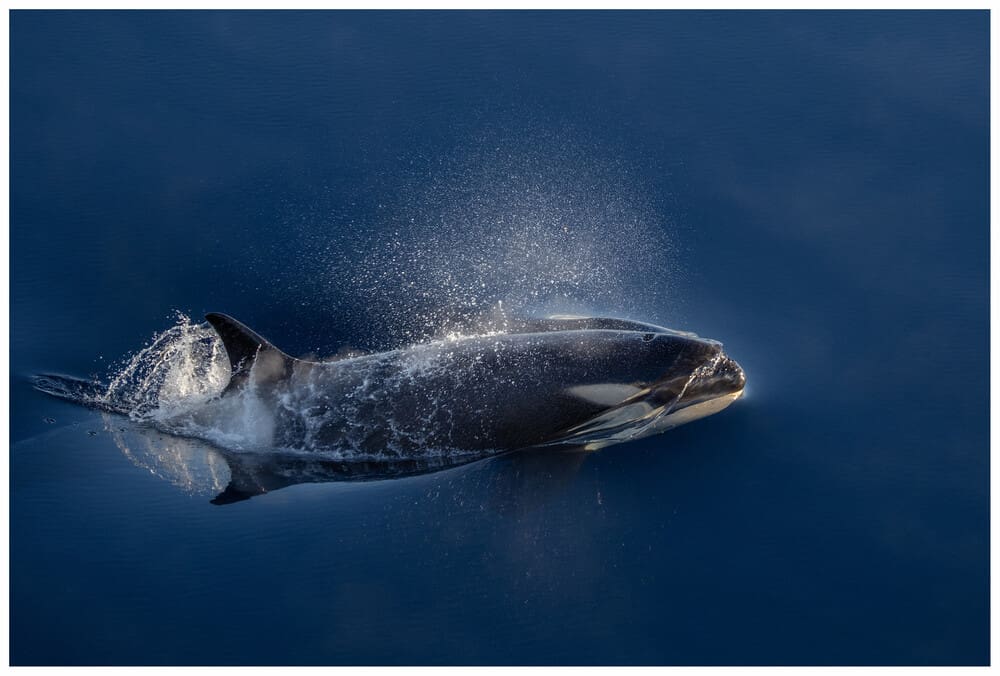 In focus: Ponant Photo Ambassadors on life onboard and sharing their skills with expedition guests 4 © Ian Dawson Nord 4 Orca_Ponant