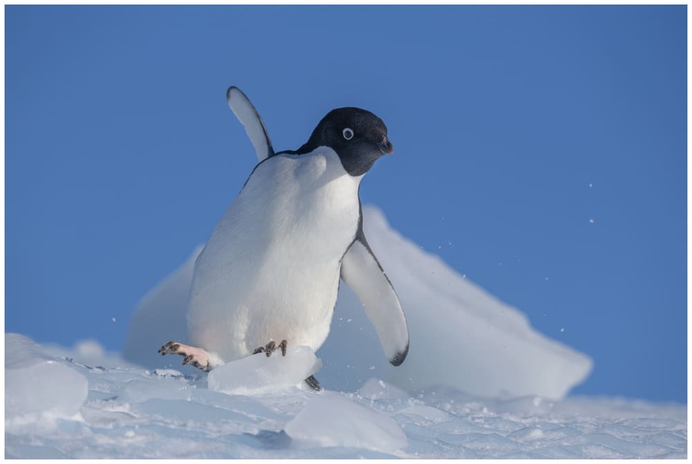 In focus: Ponant Photo Ambassadors on life onboard and sharing their skills with expedition guests 6 © Ian Dawson Adelie penguin_Ponant