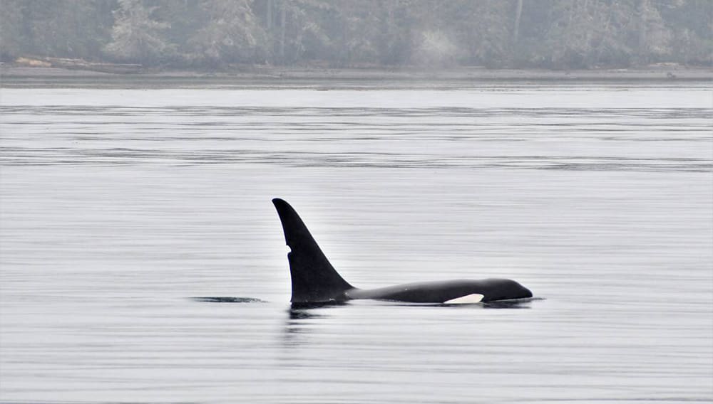 Orca in ocean on a guided orca-watching tour with Prince of Whales. Image: Prince of Whales/Seanie Malcolm – Travel With Purpose Ambassador competition