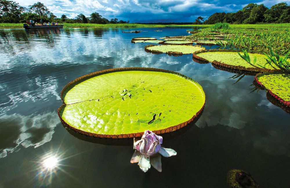 Giant lily pads in Pacaya-Samiria National Reserve, Amazon River. Image Ralph Lee Hopkins