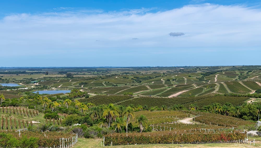 Aerial view of the the lush vineyards of Maldonado, Uruguay.