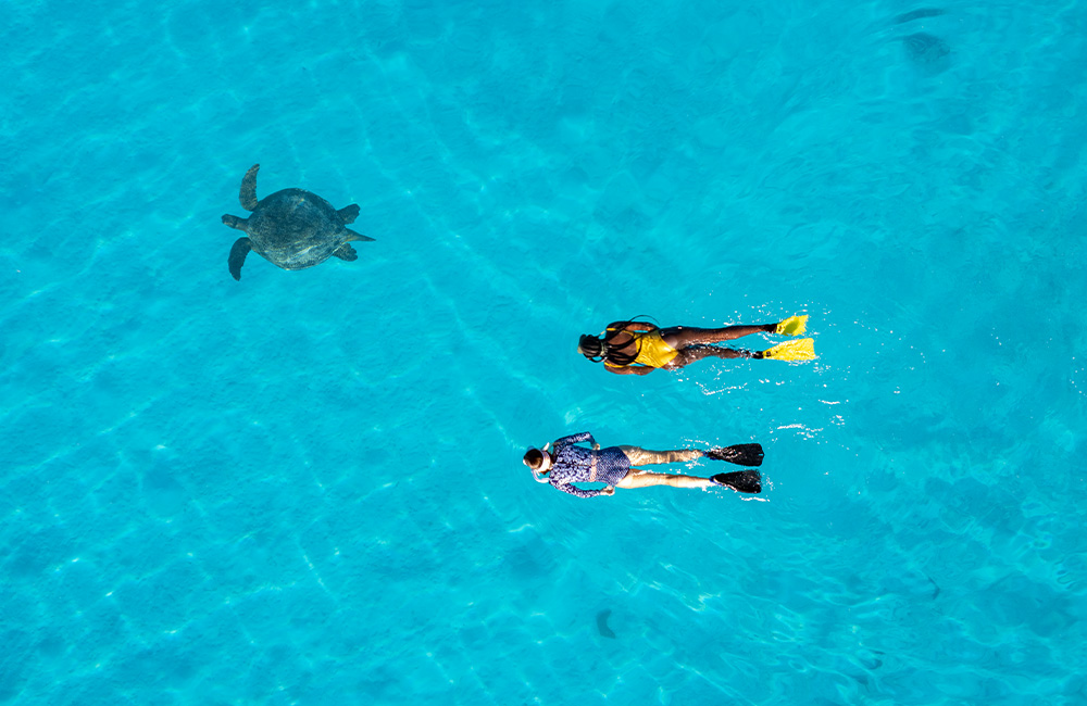 Turtle and Snorkelers_ Southern Great Barrier Reef