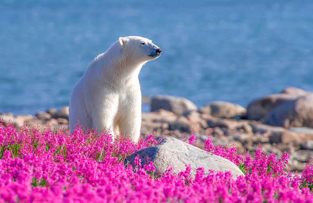 Polar bear in the fireweed in Churchill, Manitoba. Image: Dennis Fast