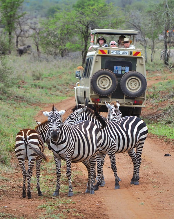 Tauck small-group land tour with zebras in the Serengeti.