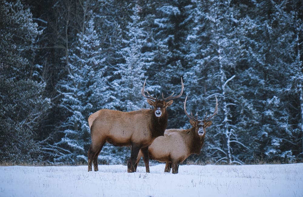 Two Rocky Mountain elk in snow in the Canadian Rockies.