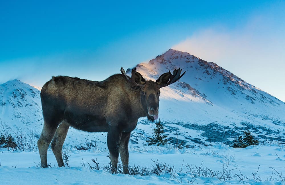 Bull Moose in Alaska