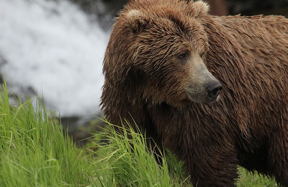 Brown bear with wet fur at McNeil River in Alaska's southwest. Image: Julie Dodds