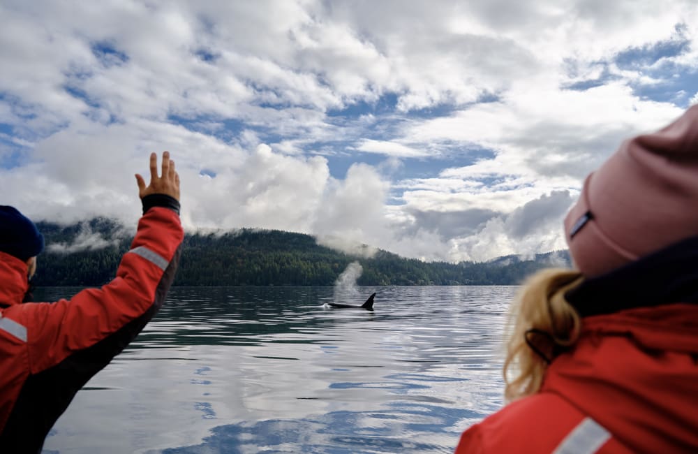 Couple in boat looking at orca in Vancouver/British Columbia.