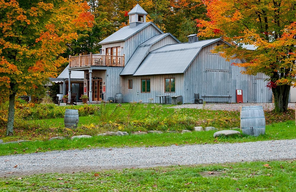 Vineyard in autumn in Quebec's Eastern Townships.