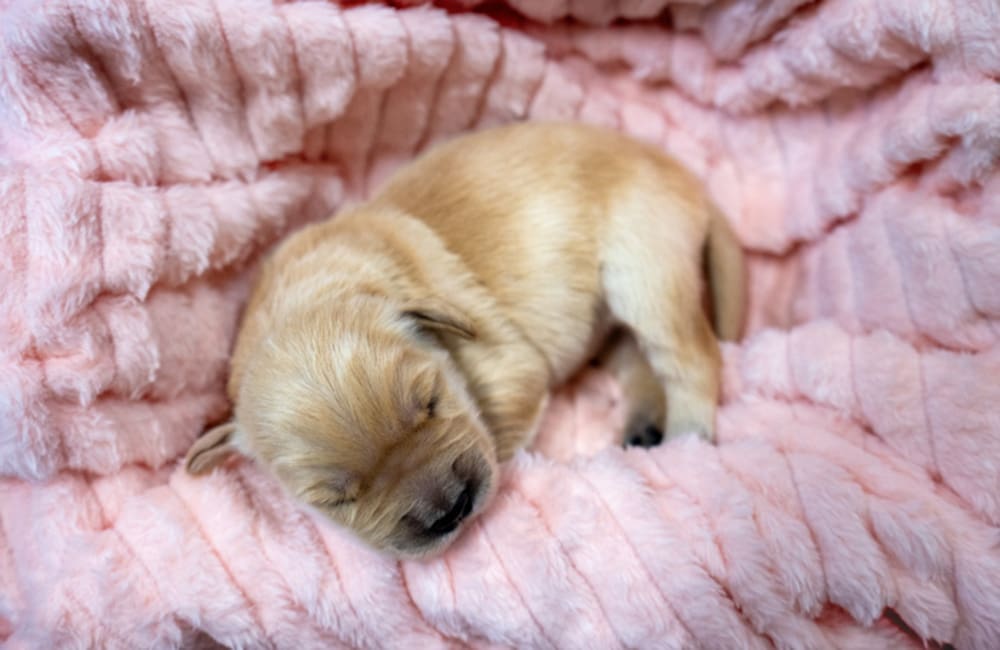 puppy asleep curled up on pink blanket