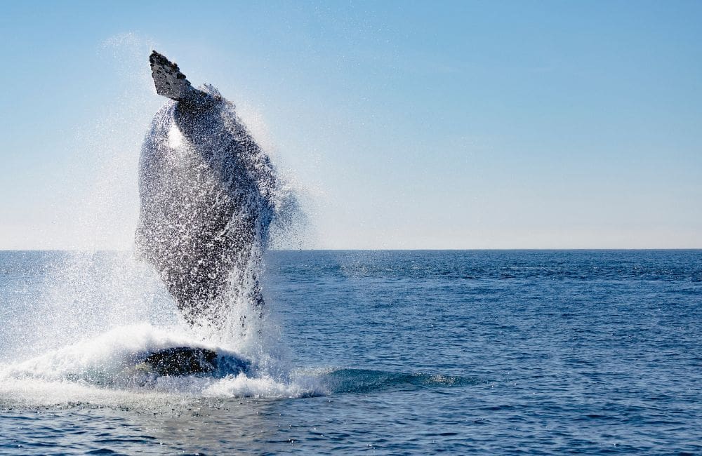 Ponant launches Mexico voyage that took three years to co-develop with local communities 1 Baja California © Ponant/Julien Fabro