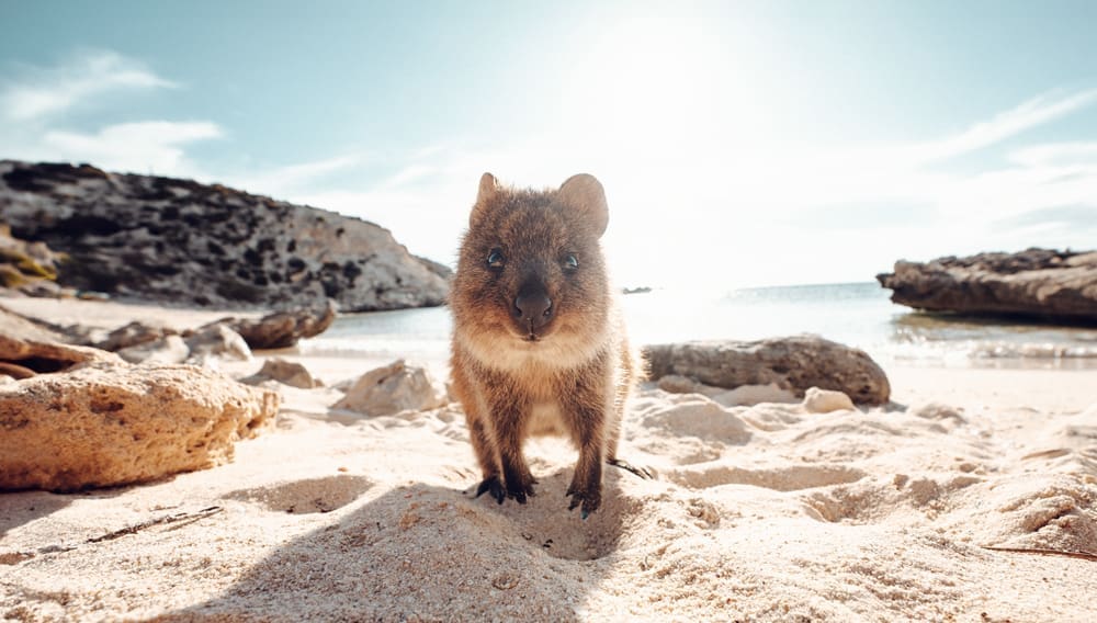 JB TWA Quokka 1