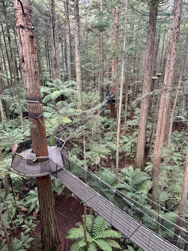 Rotorua's redwoods are a short drive from the centre of town.