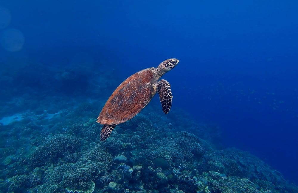 Hawksbill Turtle © Olga ga