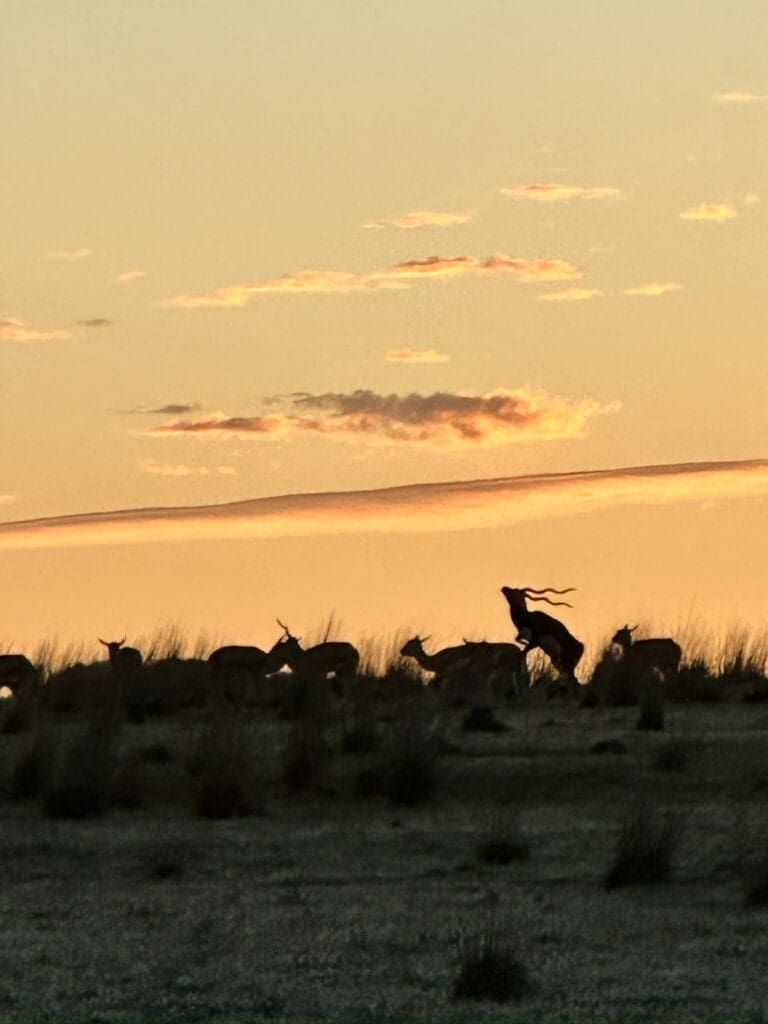 Monarto Safari Resort