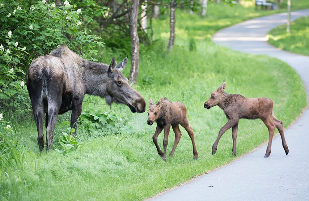 Urban moose in Anchorage. Image: Donna Dewhurst