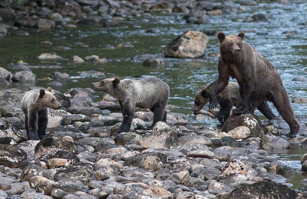 Great Bear Lodge Grizzly viewing Canada, Karryon