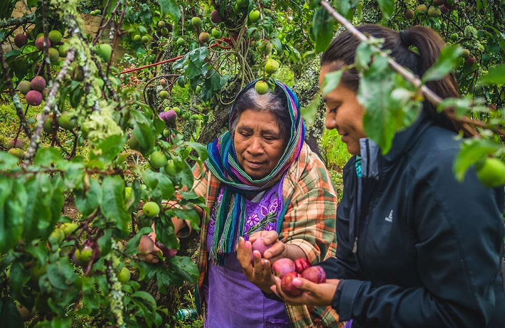 Sierra Norte, Mexico. Image: Expediciones Sierra Norte