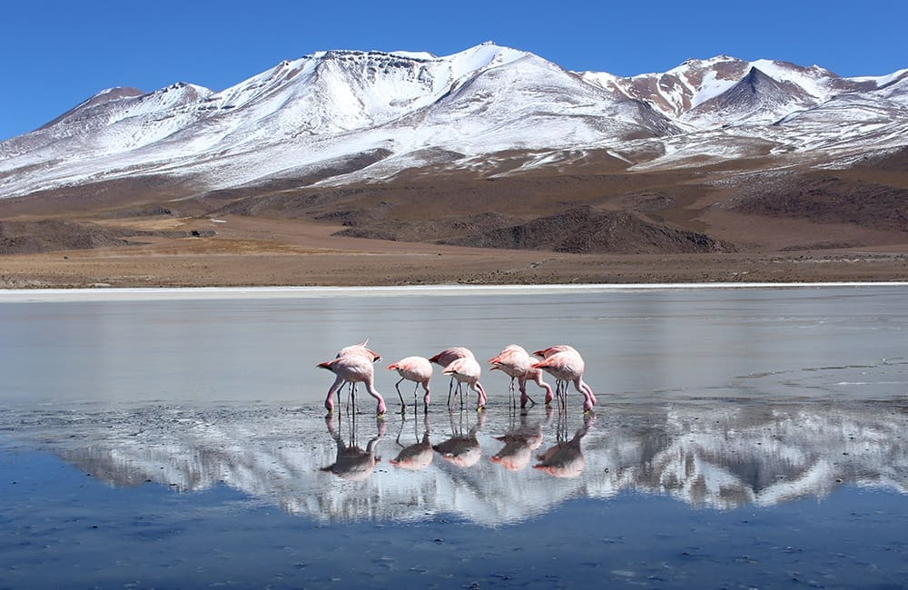 Flamingos flock to the unique attributes of the Uyuni Salt Flats. Image: Getty Images