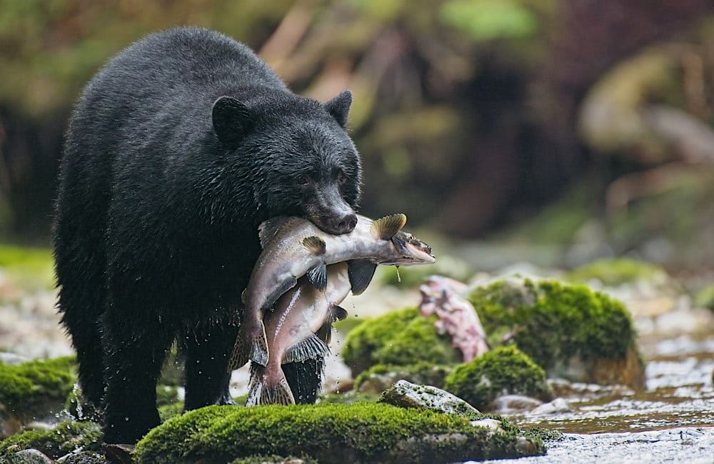 Black bear fishing in British Columbia — reflecting Adventure World’s wildlife-focused Great Bear Rainforest experiences.