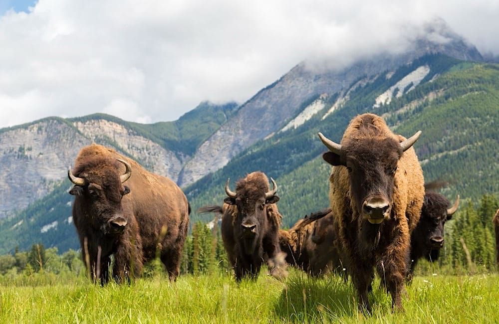 Bison in the Prairie provinces — featured in Adventure World’s Trail of the Bison itinerary highlighting Indigenous-led experiences.