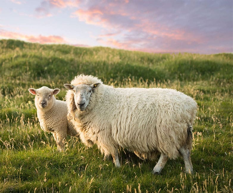 Infinity Holidays Ireland