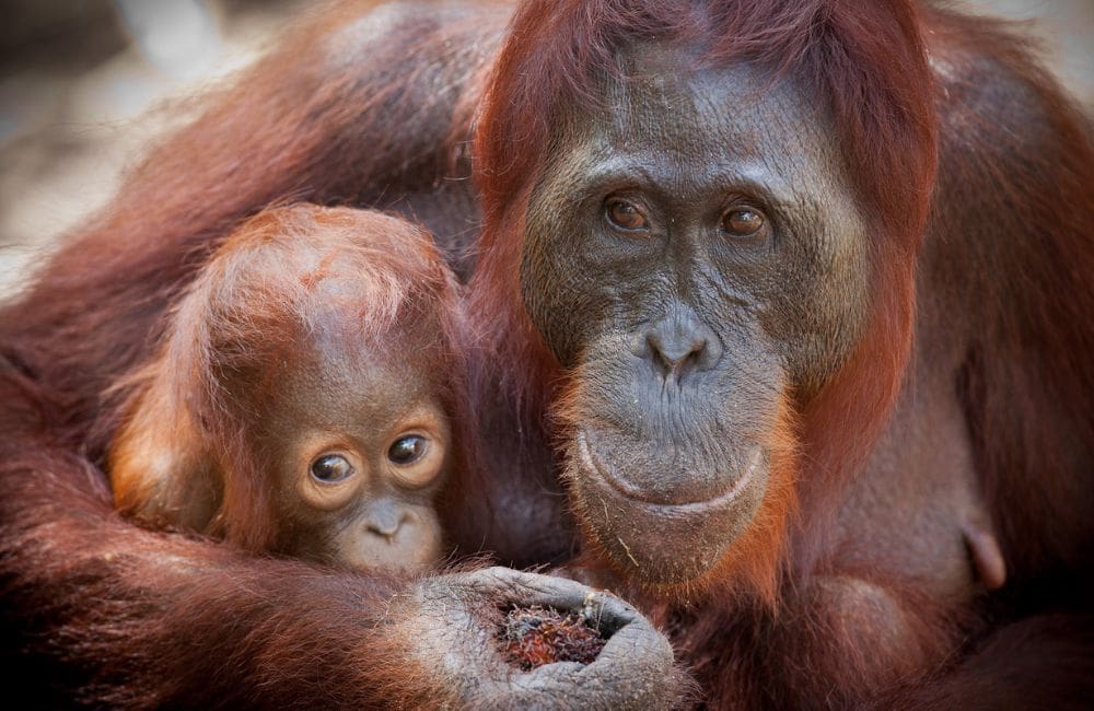 Coral Expeditions Visits Shark Bay, Western Australia