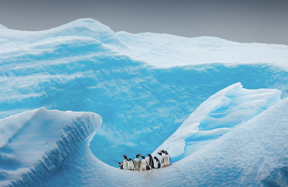 A&K Antarctica – Black Friday 2025