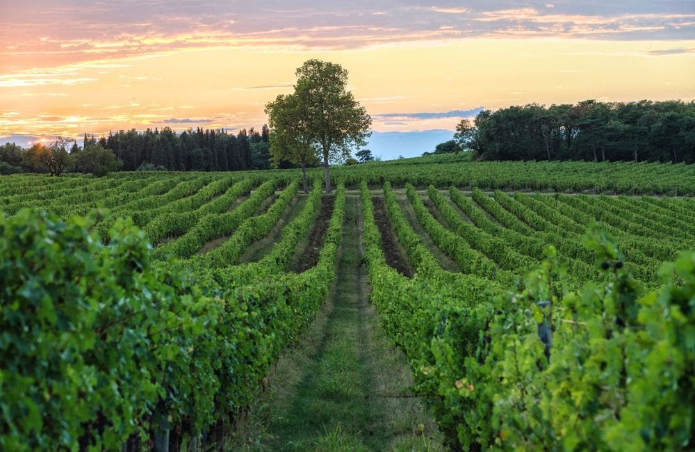 Award-winning Slovenian winery Vinakoper © Vinakoper