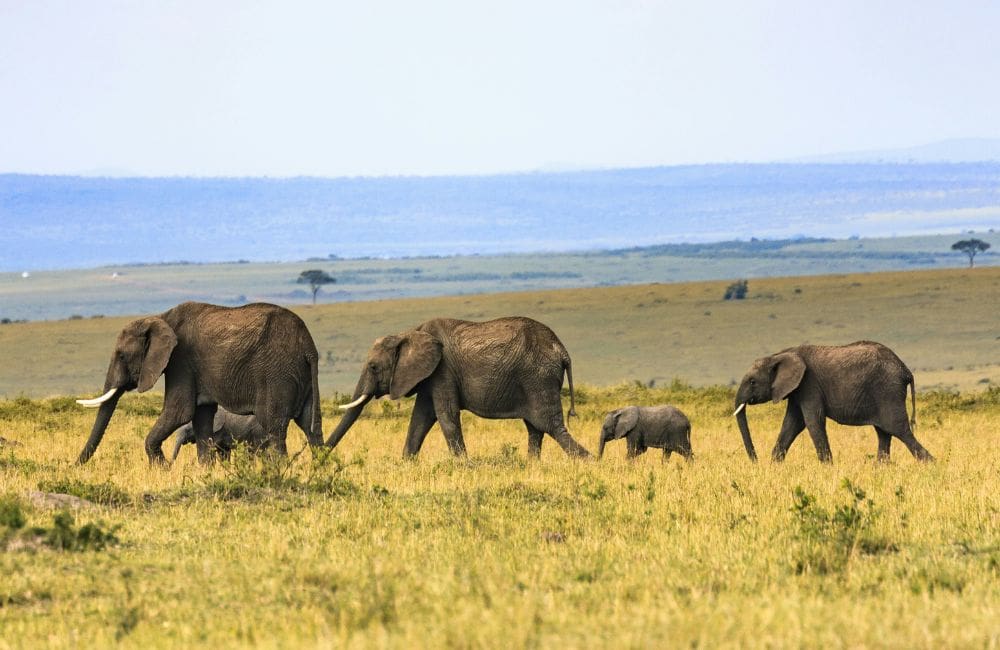 On safari in Africa © Larry Li