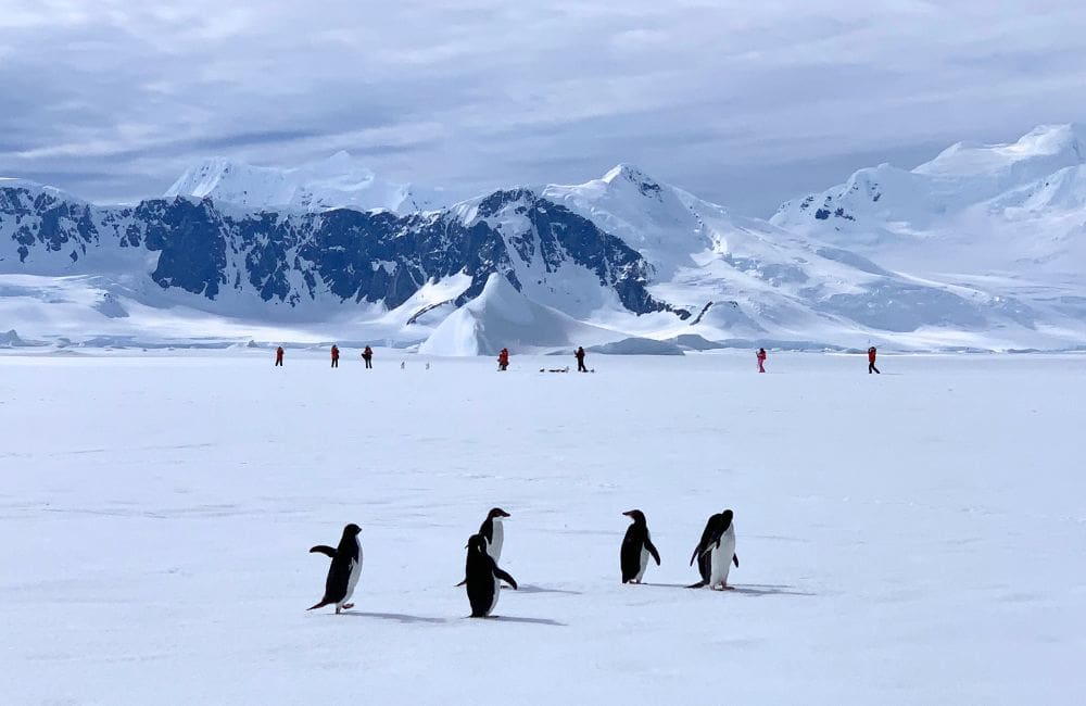 Penguins in Antarctica © Sally Macmillan